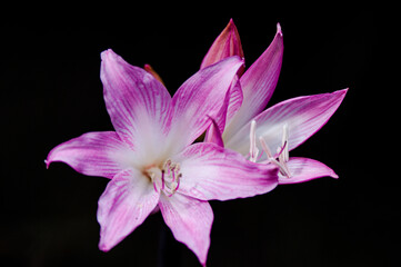 lirio morado fondo negro