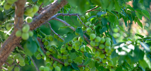 Apricot tree close-up. Shooting against light, narrow focus.