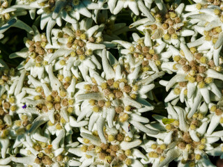 Leontopodium alpinum | Edelweiss ou étoile d'argent, fleur de montagne à inflorescence feutrée...