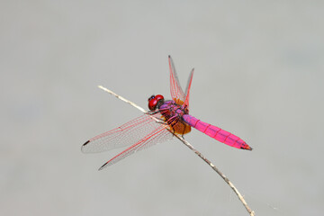 Crimson marsh glider (Trithemis aurora)(adult male). Beautiful dragonfly native to Indian...