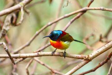 Green-tailed sunbird (Aethopyga nipalensis angkanensis) subspecies found on the summit of Inthanon national park, Thailand (soft focus from fog on the summit)