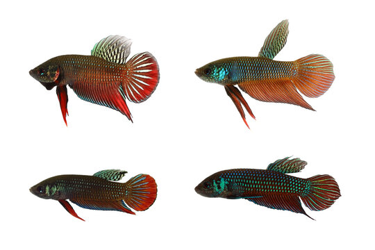 The 4 wild type Siamese fighting fish native to Thailand (Siam). Upper left: Betta splendens, Upper right: Betta smaragdina, Lower left: Betta imbellis, Lower right: Betta mahachaiensis