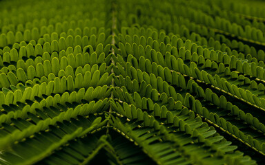 Fototapeta premium green laef background