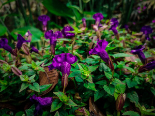 Purple flowers in the garden