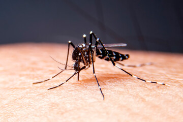 Striped mosquitoes are eating blood on human skin. Mosquitoes are carriers of dengue fever and...