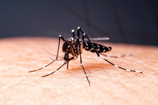 Striped mosquitoes are eating blood on human skin. Mosquitoes are carriers of dengue fever and malaria.Dengue fever is very widespread during the rainy season.