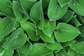 葉の上の丸い水滴