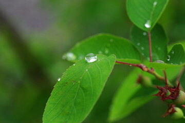葉の上の丸い水滴