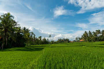 Rice fields in Ubud
