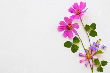 colorful pink flowers cosmos  arrangement flat lay postcard style on background white wooden