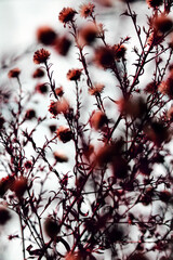 Wild flowers and stems of dry dead grass under the sun form dynamic composition.