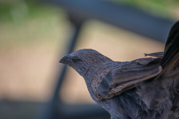 Apostle bird 