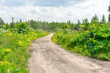 Fototapeta na wymiar road leading to the village in the Kaluga region in Russia overgrown with poisonous sphondylium