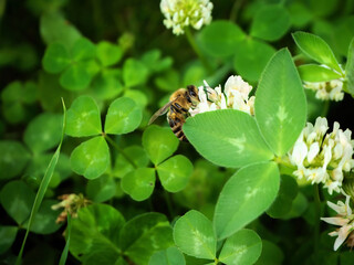 photo of a hardworking wild bee that pollinates clover flowers