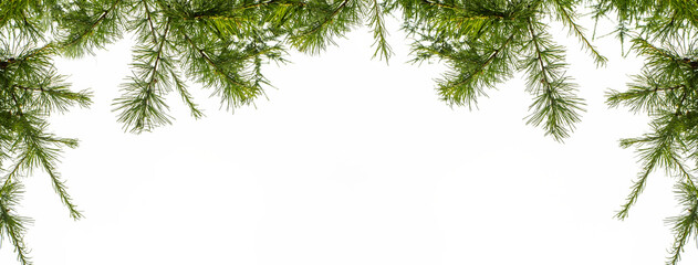 banner with natural spruce branches on a white background at the top of the frame