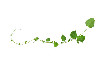 Heart shaped green leaves climbing vines ivy of cowslip creeper (Telosma cordata) the creeper forest plant growing in wild isolated on white background, clipping path included.