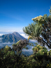 Fototapeta na wymiar The landscape of Mount Merapi in Central Java, Indonesia, with a background of blue sky, edelweiss trees and clouds