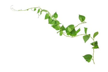 Foto op Canvas Heart shaped green leaves climbing vines ivy of cowslip creeper (Telosma cordata) the creeper forest plant growing in wild isolated on white background, clipping path included. © nature design