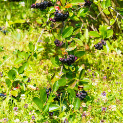 (Aronia melanocarpa) Gros plan sur grappes de petites drupes rondes brillantes et noires d'aronia noire sur rameau arqué retombant