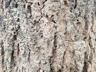 tree bark texture