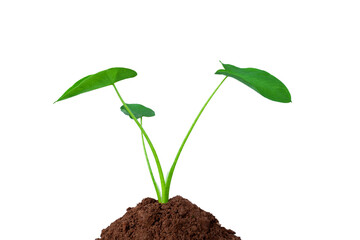 young tree growing from the rich soil isolated on white background