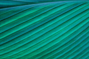 Obraz na płótnie Canvas abstract green leaf texture, closeup nature background, tropical leaf