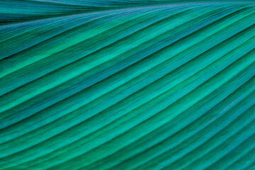 abstract green leaf texture, closeup nature background, tropical leaf