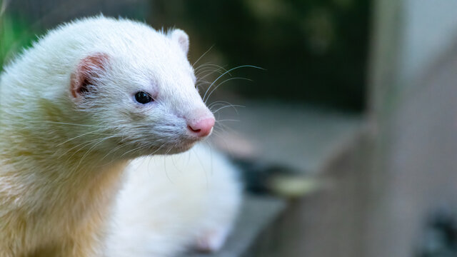 frettchen, tier, s&auml;ugetier, iltis, haustier, h&uuml;bsch, fell, tier, wei&szlig;, braun, natur,