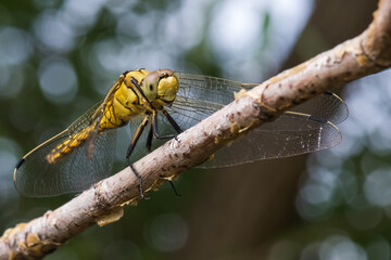 A Yellow Dragonfly Resting on a Tree Branch 