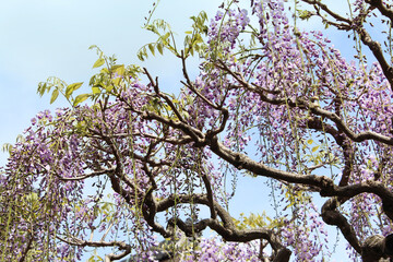 Wisteria with the blue sky in Nara, Japan