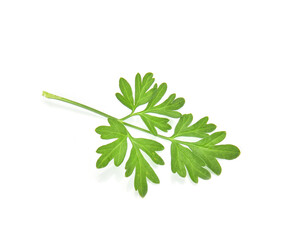 Top view of parsley isolated on white background.