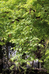 Beautiful Japanese Maple during spring time in Nara, Japan