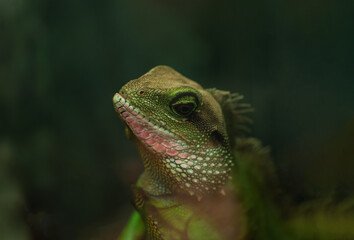 a large herbivorous iguana lizard sits on a branch against a dark green background