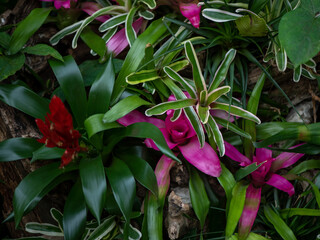 red and green tropical plants