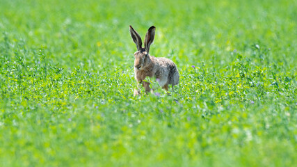 hase, gras, hase, tier, feldhase, wild, säugetier, ostern, hübsch, ohr, green