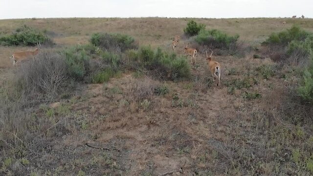 Kalmykia, nature reserve. A herd of saigas in the steppe.