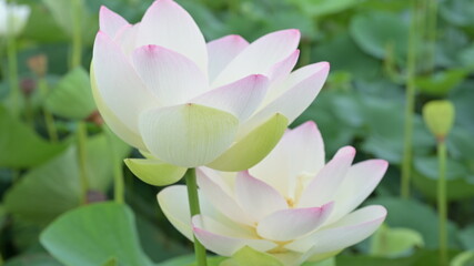 Obraz premium 蓮の花