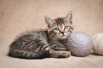 Fototapeta na wymiar Cute tabby kitten with balls of wool yarn look at the camera