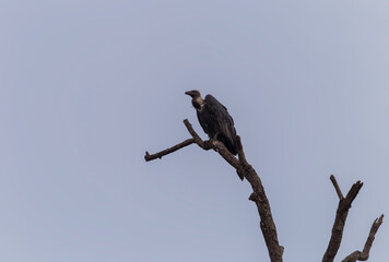 Critically Endangered White Rumped Vulture 