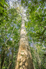 Big tree trunk from bottom view