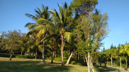 Fototapeta premium A beautiful park in China. Clean paths and green palms and trees around.