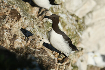 A beautiful Guillemot, Uria aalge, standing on a ledge on the cliff face during breeding season.