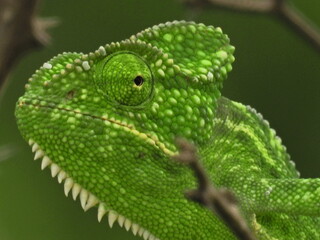 indian chameleon lizzard