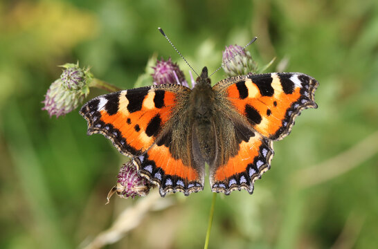 A Small Tortoiseshell Butterfly, Aglais urticae, nectaring on a thistle flower in a meadow.