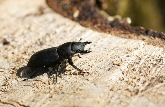 A Lesser Stag Beetle, Dorcus Parallelipipedus, Walking Across A Rotting Log In Woodland In The UK.