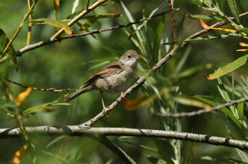 A cute fledgling Whitethroat, Sylvia communis, perching on a branch in a Willow tree.