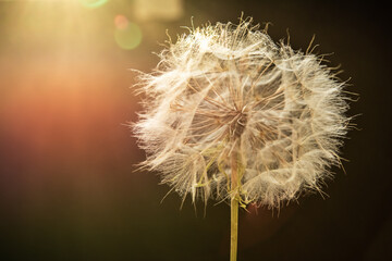 Dandelion flower with seeds ball close up in in a bright sunset background