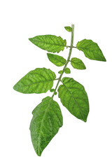 Tomato leaf isolated on white background