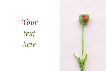 Bud of a poppy flower similar to a female organ vagina isolated on a pink background. Concept of...