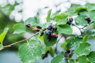 Ripe Shadberries (Amelanchier berries) in the garden. Shallow depth of field.